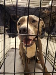 Shelter Stray Male Dog last seen Near Chastain Park, Atlanta, GA, 1251 Fulton Industrial Blvd NW, Atlanta, GA 30336, USA