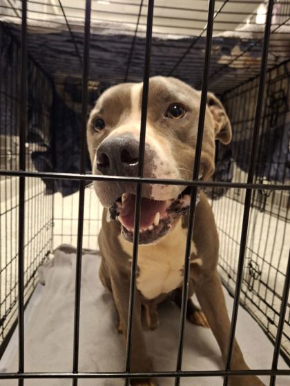 Shelter Stray Male Dog last seen Near Chastain Park, Atlanta, GA, 1251 Fulton Industrial Blvd NW, Atlanta, GA 30336, USA