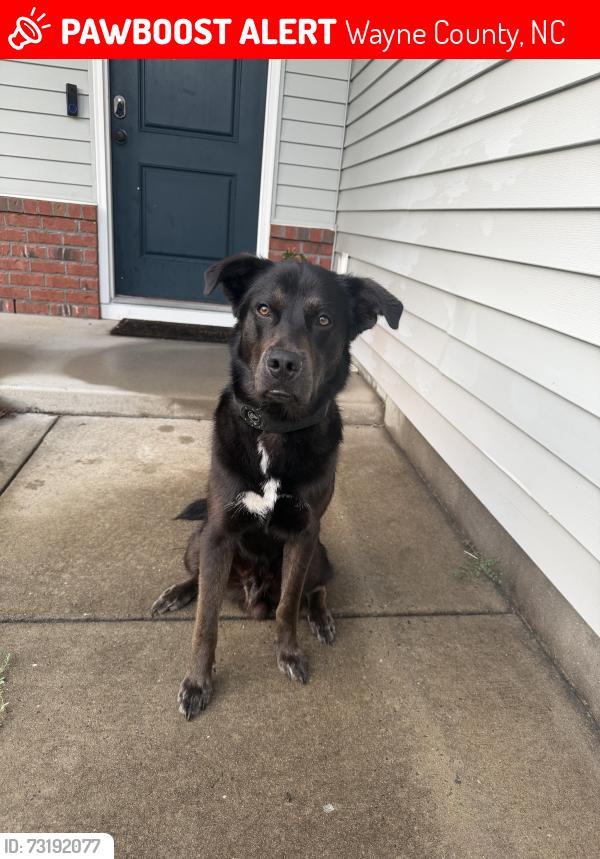 Lost Male Dog last seen Buck Swamp Rd, Wayne County, NC 27530