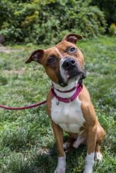 Shelter Stray Male Dog last seen Near E Read St Apt 6, 21202, MD, 2490 Giles Rd, Baltimore, MD 21225, USA