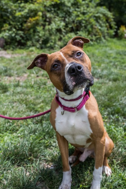 Shelter Stray Male Dog last seen Near E Read St Apt 6, 21202, MD, 2490 Giles Rd, Baltimore, MD 21225, USA