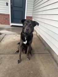 Lost Male Dog last seen Buck Swamp Rd, Wayne County, NC 27530