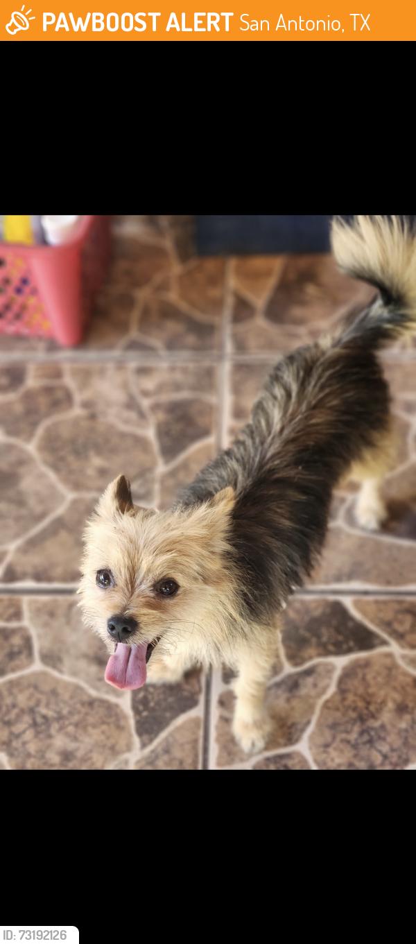 Found/Stray Male Dog last seen Dove flight, San Antonio, TX 78250