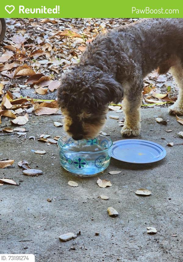 Reunited Male Dog last seen Catalina Drive and Andrade, Sacramento, CA 95608