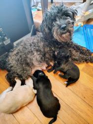 Reunited Female Dog last seen Shadow Lakes Dr /White Memorial Church Rd, McGee's Crossroads, Johnston County, NC 27592