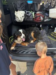 Reunited Male Dog last seen Locust ave, Charlottesville, VA 22901