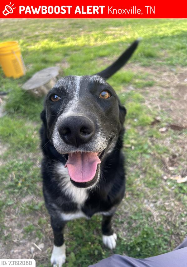 Lost Female Dog last seen Dollar general, Knoxville, TN 37920
