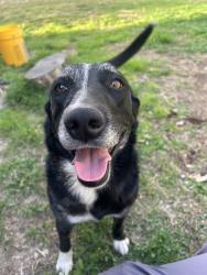 Lost Female Dog last seen Dollar general, Knoxville, TN 37920