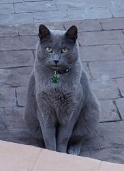 Reunited Male Cat last seen Near SW 108th Court. 33032., Homestead, FL 33032