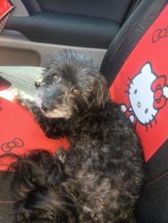 Reunited Male Dog last seen 120th and Eucalyptus ave, Hawthorne, CA 90250