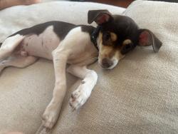 Reunited Male Dog last seen Dronfield Ave and Tyler St, Los Angeles, CA 91342