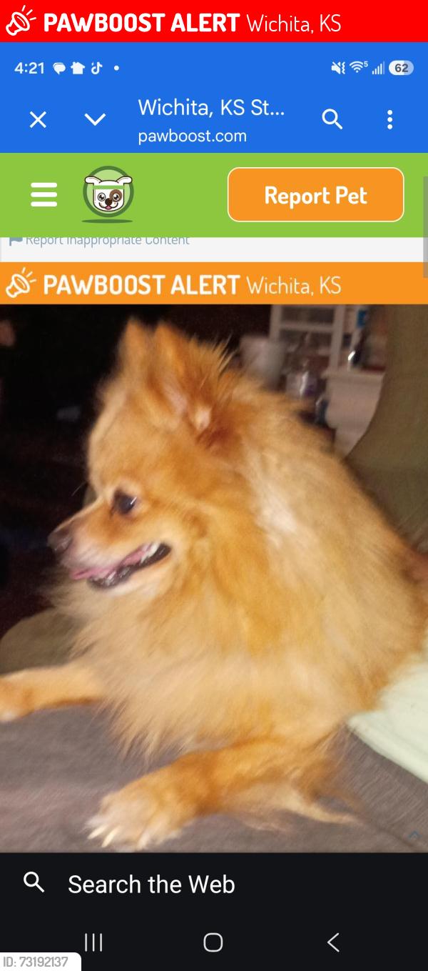 Lost Male Dog last seen Near s. Sante Fe, Wichita, KS 67211