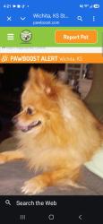 Lost Male Dog last seen Near s. Sante Fe, Wichita, KS 67211