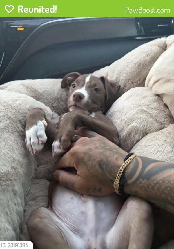Reunited Male Dog last seen Quartz hill mobile homes, Quartz Hill, CA 93536