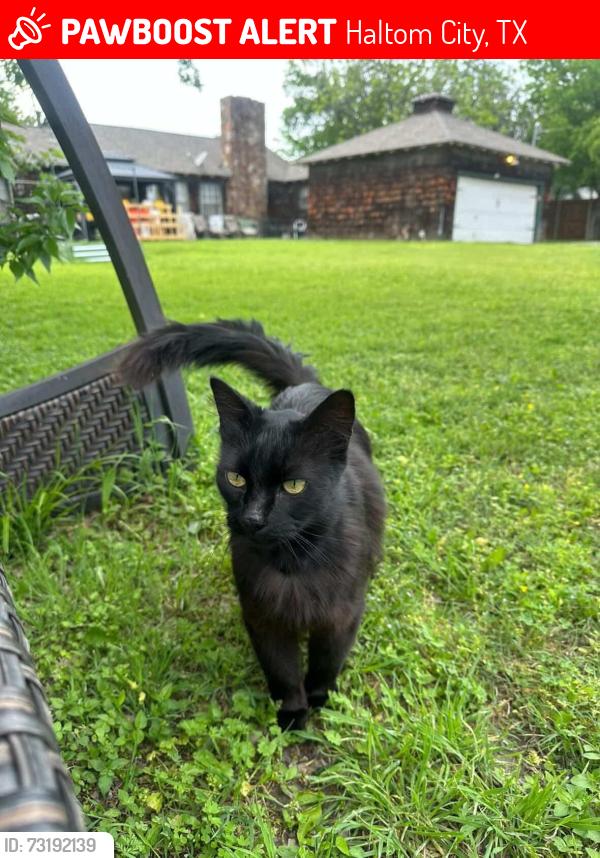 Lost Male Cat last seen Broadway and 377, Haltom City, TX 76117