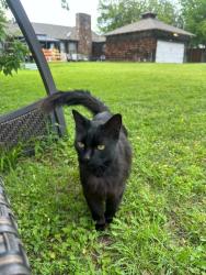 Lost Male Cat last seen Broadway and 377, Haltom City, TX 76117