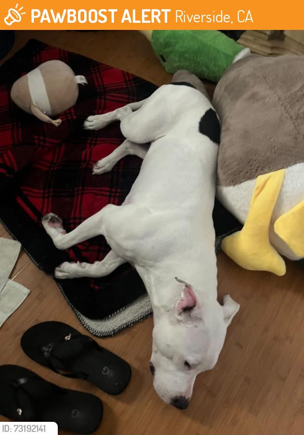 Found/Stray Female Dog last seen Near, Riverside, CA 92507