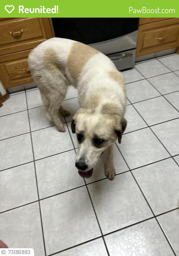 Reunited Female Dog last seen Morinville, Sturgeon County, AB 