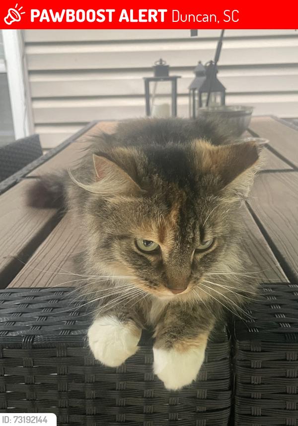 Lost Female Cat last seen Berry Shoals, Duncan, SC 29334