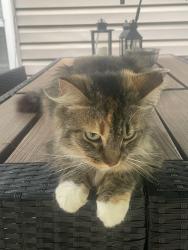 Lost Female Cat last seen Berry Shoals, Duncan, SC 29334