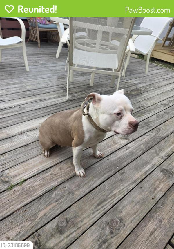 Reunited Female Dog last seen At Briton park off cimmeron, Corpus Christi, TX 78401