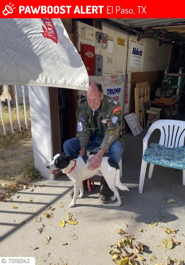 Lost Male Dog last seen Montwood and Lomaland, El Paso, TX 79935
