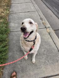 Found/Stray Male Dog last seen 1300W and Atherton, Taylorsville, UT 84123