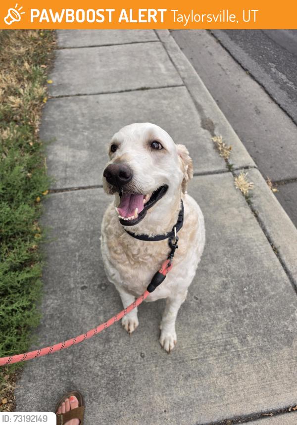 Found/Stray Male Dog last seen 1300W and Atherton, Taylorsville, UT 84123