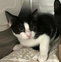 Shelter Stray Male Cat last seen St Pauls Avenue, STATEN ISLAND, NY, 10301, 3139 Veterans Rd W, Staten Island, NY 10309, USA