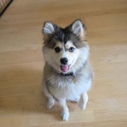 Reunited Female Dog last seen 9th Ave and 7th Street, Kirkland, WA 98033