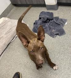 Shelter Stray Female Dog last seen Near Norlak Avenue, Escondido, CA, 92025, Escondido, CA 92027, USA