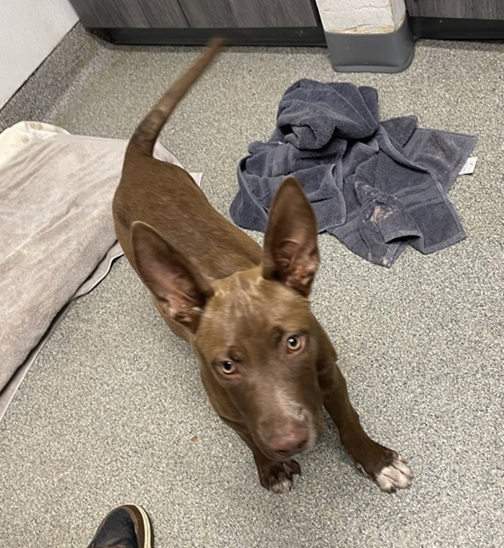 Shelter Stray Female Dog last seen Near Norlak Avenue, Escondido, CA, 92025, Escondido, CA 92027, USA