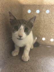 Shelter Stray Unknown Cat last seen Near Hidden Valley Drive, VIRGINIA BEACH, VA, 23464, 341 S Birdneck Rd, Virginia Beach, VA 23451, USA