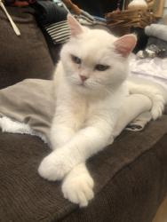 Lost Male Cat last seen Santa Rosa & Montalban, San Luis Obispo, CA 93405