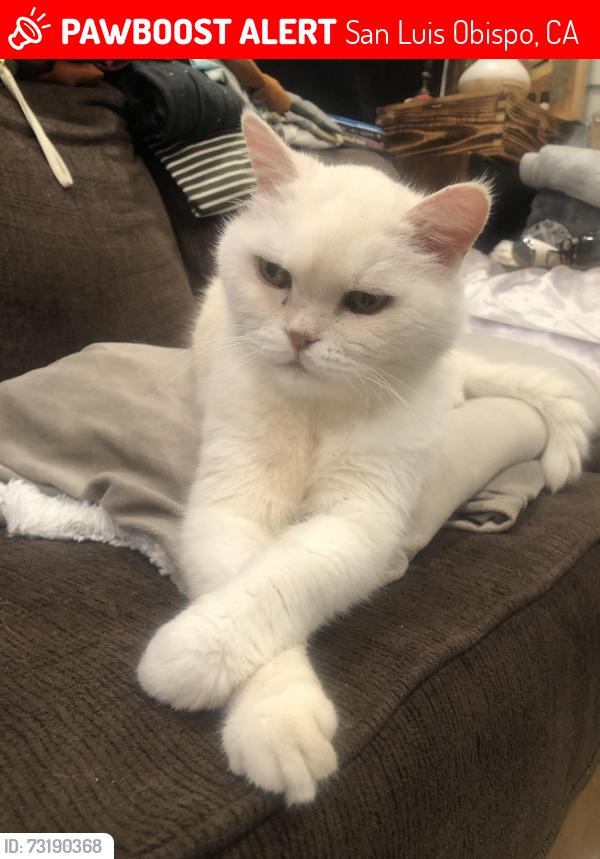 Lost Male Cat last seen Santa Rosa & Montalban, San Luis Obispo, CA 93405