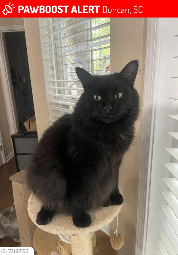 Lost Male Cat last seen Berry Shoals, Duncan, SC 29334