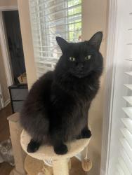 Lost Male Cat last seen Berry Shoals, Duncan, SC 29334