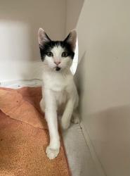 Shelter Stray Female Cat last seen Near Santa Christina Court, San Diego CA, San Diego, CA, 92154, 5500 Gaines St, San Diego, CA 92110, USA