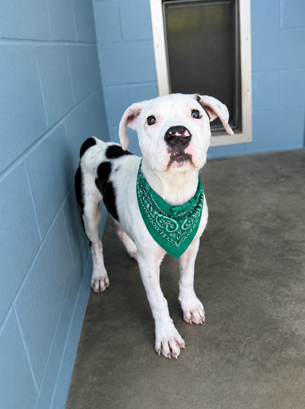 Shelter Stray Male Dog last seen Near guilbeau, LAFAYETTE, LA, 70503, 410 Dugas Rd, Lafayette, LA 70507, USA
