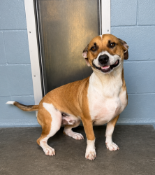 Shelter Stray Male Dog last seen Near Alva Road, YOUNGSVILLE, LA, 70592, 410 Dugas Rd, Lafayette, LA 70507, USA