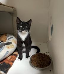 Shelter Stray Female Cat last seen Vista, CA, 92084, Oceanside, CA 92058, USA