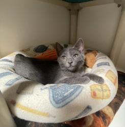 Shelter Stray Female Cat last seen Vista, CA, 92084, Oceanside, CA 92058, USA