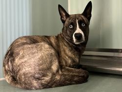 Shelter Stray Female Dog last seen Apt 3,31 Mount Hope Place, BRONX, NY, 10453, 326 E 110th St, New York, NY 10029, USA