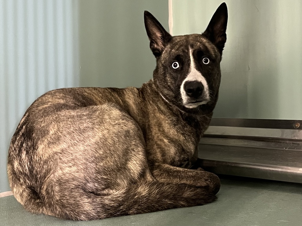 Shelter Stray Female Dog last seen Apt 3,31 Mount Hope Place, BRONX, NY, 10453, 326 E 110th St, New York, NY 10029, USA