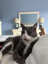 Reunited Male Cat last seen Near Ocean Oaks Dr, Indialantic, FL 32903, USA, Indialantic, FL 32903