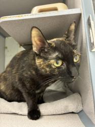 Shelter Stray Female Cat last seen Near E 2nd Avenue, SALT LAKE CITY, UT, 84103, 511 W 3900 S, Salt Lake City, UT 84123, USA