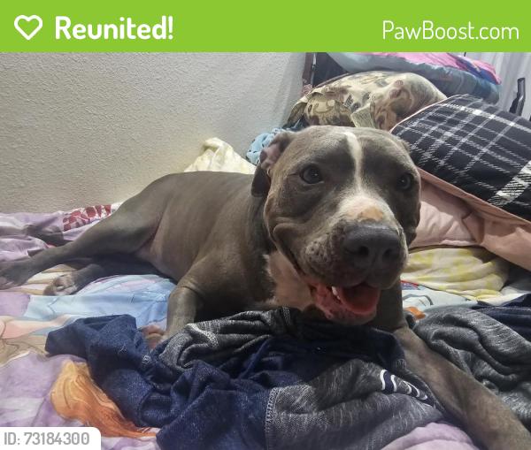 Reunited Female Dog last seen Kimura general store, Papaikou, HI 96781