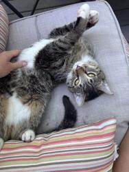 Lost Male Cat last seen Stonebriar drive and Cheewall Lane, Parker, CO 80134