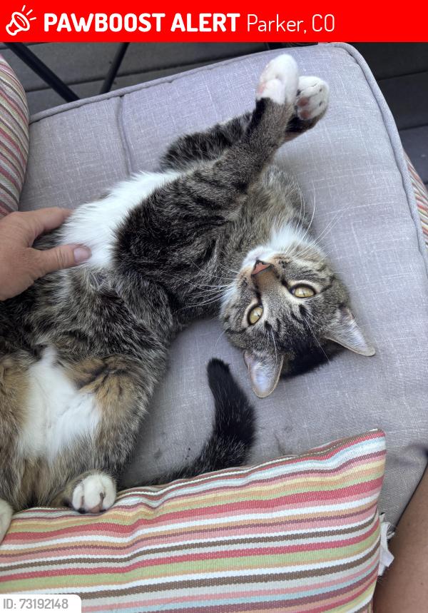 Lost Male Cat last seen Stonebriar drive and Cheewall Lane, Parker, CO 80134
