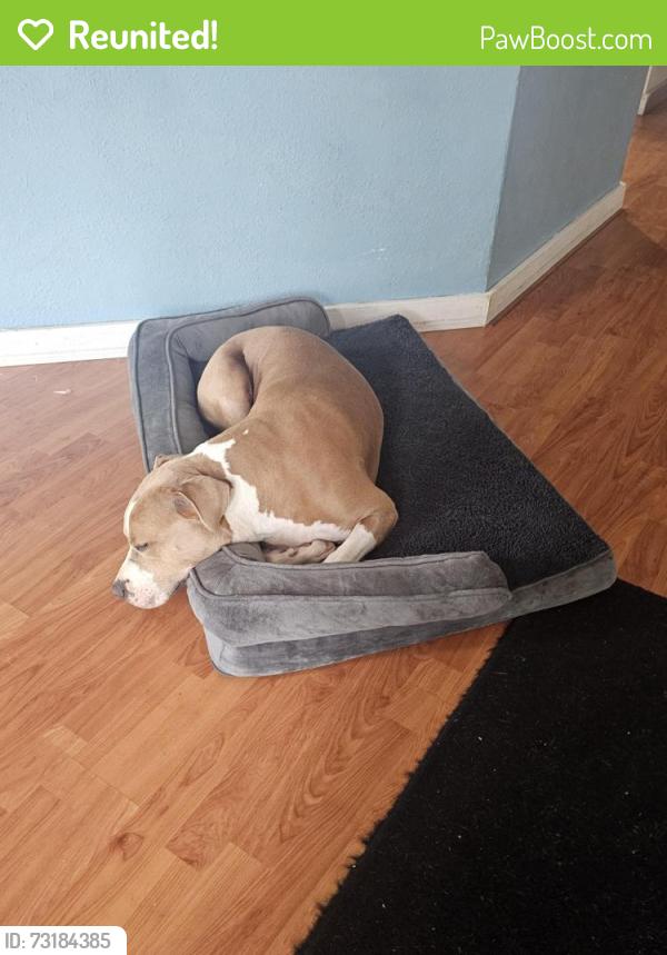 Reunited Female Dog last seen Near Kimura general store, Papaikou, HI 96781